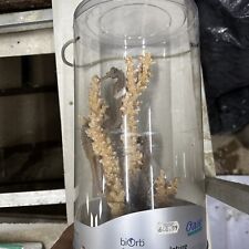 Biorb seahorses coral for sale  ROSSENDALE