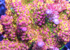 acropora coral for sale  HORSHAM