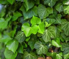 English ivy live for sale  Bracey