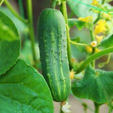 Ashley cucumber seeds for sale  Canada