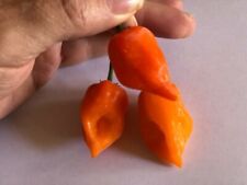 Orange trinidad moruga for sale  SUTTON-IN-ASHFIELD