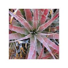 10x Hechtia Dyckia Deuterocohnia ssp. Mix Bromeliad Garden Plants - Seeds ID569 for sale  Shipping to South Africa