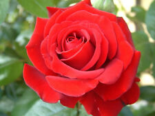 Sementes de flores de rosa vermelha planta de jardim, (Compre 1 e ganhe 1 15% de desconto), vendedor do Reino Unido, usado comprar usado  Enviando para Brazil