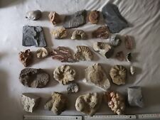 Fossilien sammlung teilig gebraucht kaufen  Cremlingen
