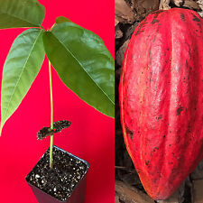 Red theobroma cacao for sale  Jupiter