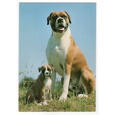 Hunde postkarte boxer gebraucht kaufen  Backnang