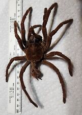 Used, Arachnid MOLT Theraphosa stirmi female Birdeater Tarantula Exoskeleton Fangs for sale  Shipping to South Africa