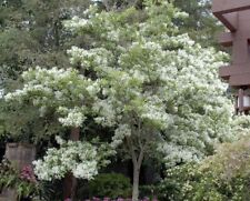 White fringe trees for sale  Mcminnville