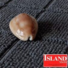 ULTRA! Cypraea schilderorum #1  28.3mm RARE GORGEOUS BEAUTY from Hawaii for sale  Shipping to South Africa