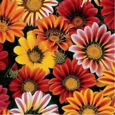 Gazania- Sunshine Mix-50 Seeds- BOGO 50% off SALE for sale  Shipping to South Africa
