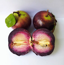 Grafted Chrysophyllum Cainito Purple Kenitu Fruit Tree Free Phytosanitary for sale  Shipping to South Africa