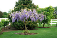 Purple wisteria for sale  Mcminnville