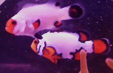 Clownfish gorgeous siberian for sale  Kansas City