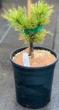Pinus mugo bierun for sale  Mount Pleasant