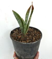 Sansevieria Clone FLL2 Ethiopia South-east of Hunkute ex EXOTICA Nursery, used for sale  Shipping to South Africa