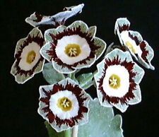 Primula auricula white for sale  KIRKCALDY