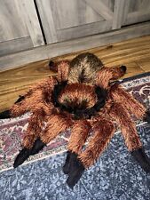 tarantula for sale  Shipping to Ireland