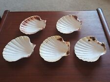 Large scallop shells for sale  STANLEY