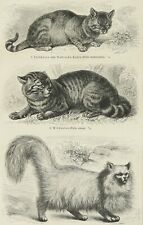 1897 Gravura antiga de CATS, diferentes espécies. Angora turco. 126 anos comprar usado  Enviando para Brazil