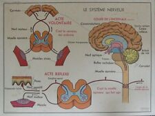 Affiche scolaire sciences d'occasion  Arras