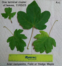 Field maple acer for sale  Harrison Township