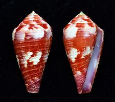 Conchiglie conus pertusus usato  Sassari