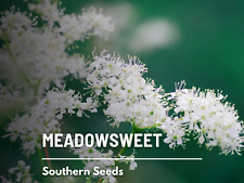 Meadowsweet heirloom seeds for sale  Frisco