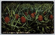 Farming field pineapples for sale  Newton