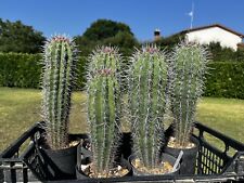 Pachycereus pecten aborigenum usato  Arezzo