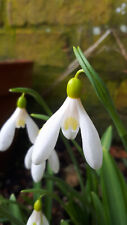 Snowdrop bulb galanthus for sale  ELY