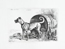 1845 hund dog gebraucht kaufen  München