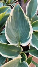 HOSTA BARBARA ANN SHADE PLANT CREAMY-WHITE & GREEN PERENNIAL PLANT DIVISION , used for sale  Shipping to South Africa