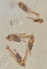 Poissons fossiles oligocènes d'occasion  Cuxac-d'Aude