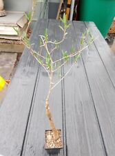 Euphorbia cuneata pumilans gebraucht kaufen  Coswig