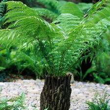 Tree fern dicksonia for sale  PETERBOROUGH