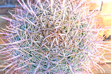 Ferocactus cylindraceus lecont for sale  Las Vegas