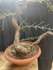 Pre bonsai olivastro usato  Modica