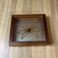 Taxidermy spider wooden for sale  Wilkes Barre