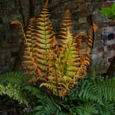 Alpine wood fern for sale  PETERBOROUGH