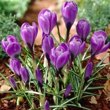 Purple crocus flowers for sale  MELTON MOWBRAY