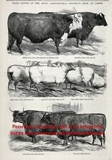 Campeones de ganado vacuno y ovejas, propietarios nombrados grandes impresión de grabado antigua de la década de 1850 segunda mano  Embacar hacia Argentina