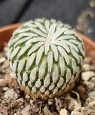 PELECYPHORA ASELLIFORMIS own roots 2.5CM aztekium copia euphorbia astrophytum, used for sale  Shipping to South Africa