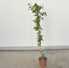 pianta kiwi usato  Terlizzi