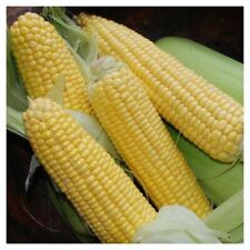 Sweet corn sweetcorn for sale  SALISBURY