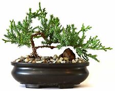 Juniper tree bonsai for sale  Hacienda Heights