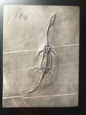 Keichousaurus fossil marine for sale  Clarksburg