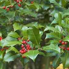 American holly tree for sale  London