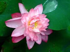 Sacred lotus nelumbo for sale  Saint Augustine