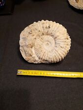 Ammonite fossile 16 usato  Pray