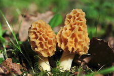 Kit mycélium morilles d'occasion  Montlouis-sur-Loire